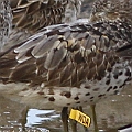 Great Knot with yellow flag. This bird was flagged on 6.3.2012 in Broom WA<br />Canon EOS 7D + EF400 F5.6L